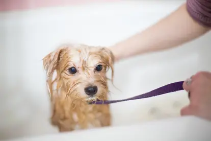 Cheap dog haircuts on sale