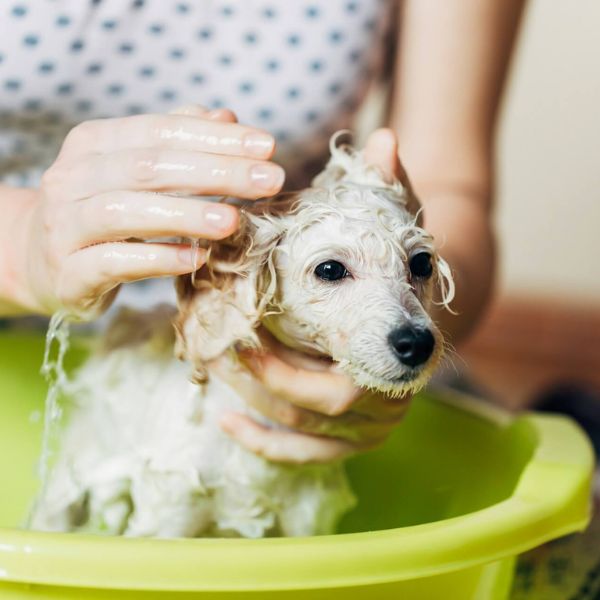 Dog-bath