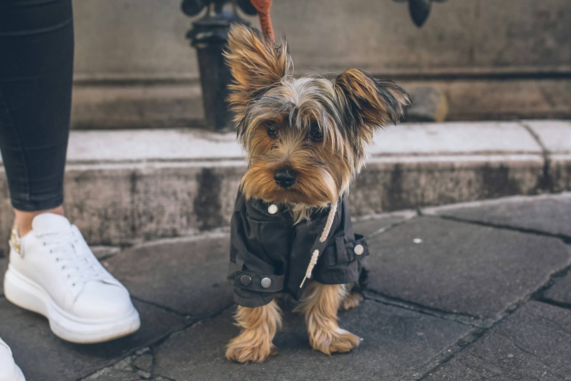 stylish dog2